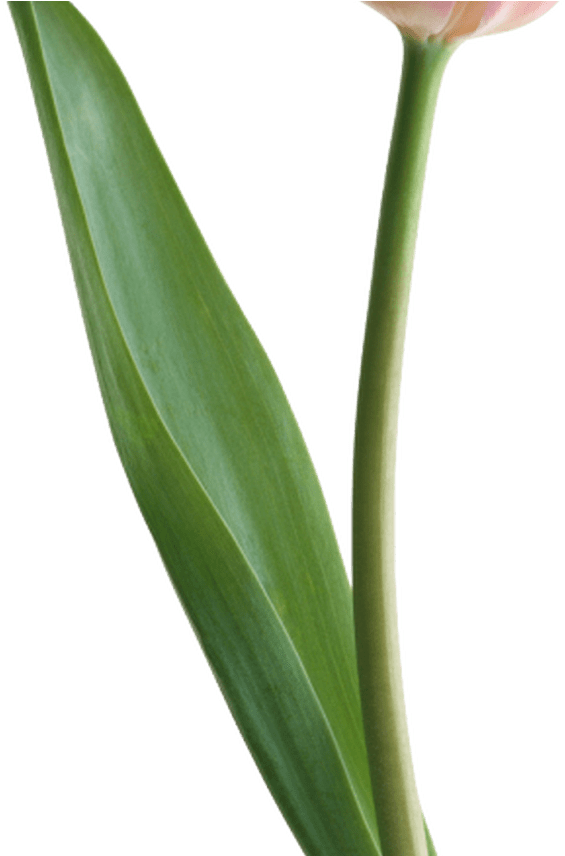 Spring Flowers Pictures Clip Art Free Clipart & Vector - Flax-leaved Tulip - Png Download (1368x855), Png Download