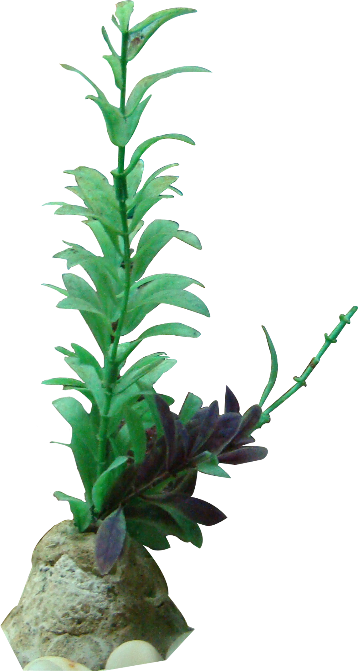 Sapling Vector Flowering Plant - Freshwater Aquarium Clipart (1648x2786), Png Download