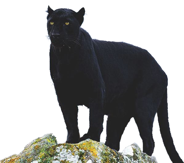 Patrulla Pantera - Puma Onça Preta Clipart (800x533), Png Download