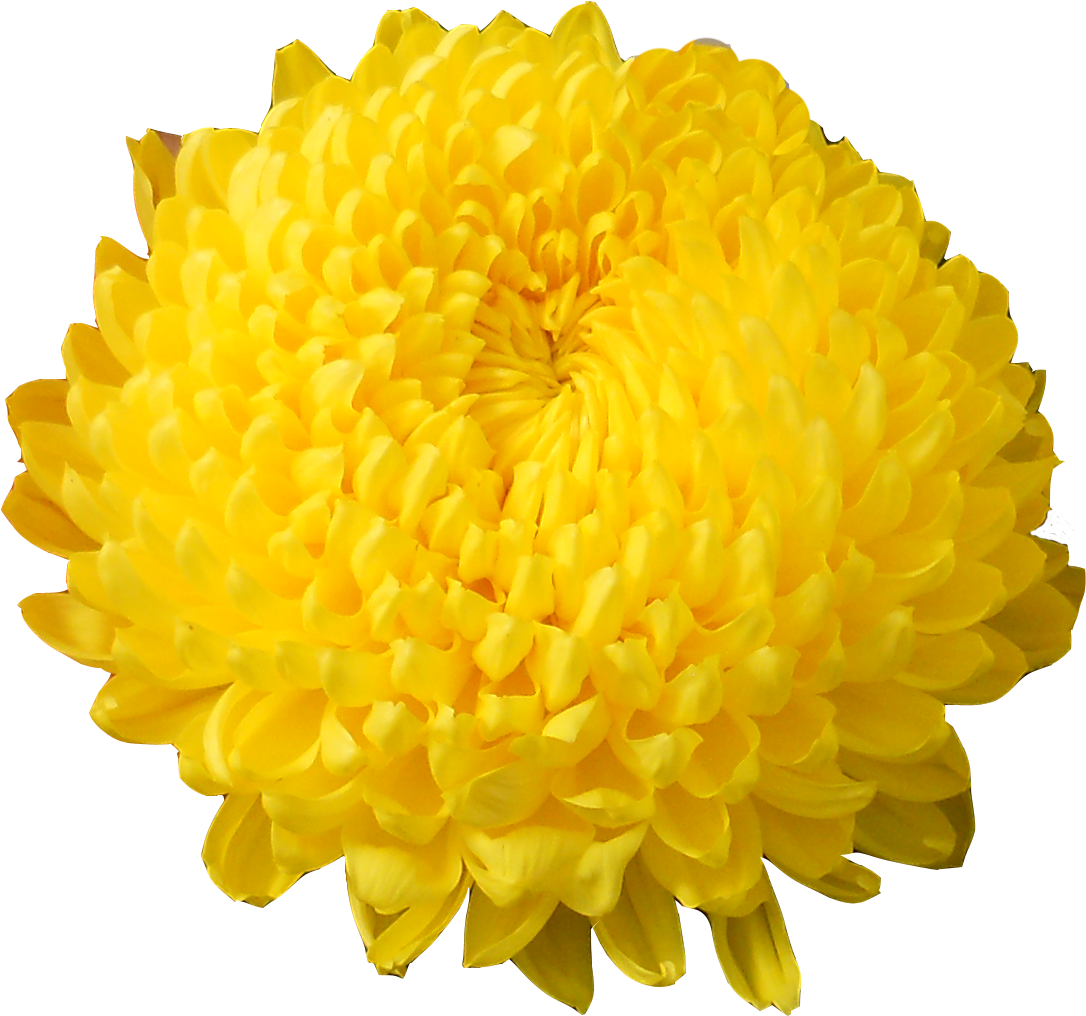 Astroid, Astroid - Crisantemi Png Clipart (1096x1081), Png Download