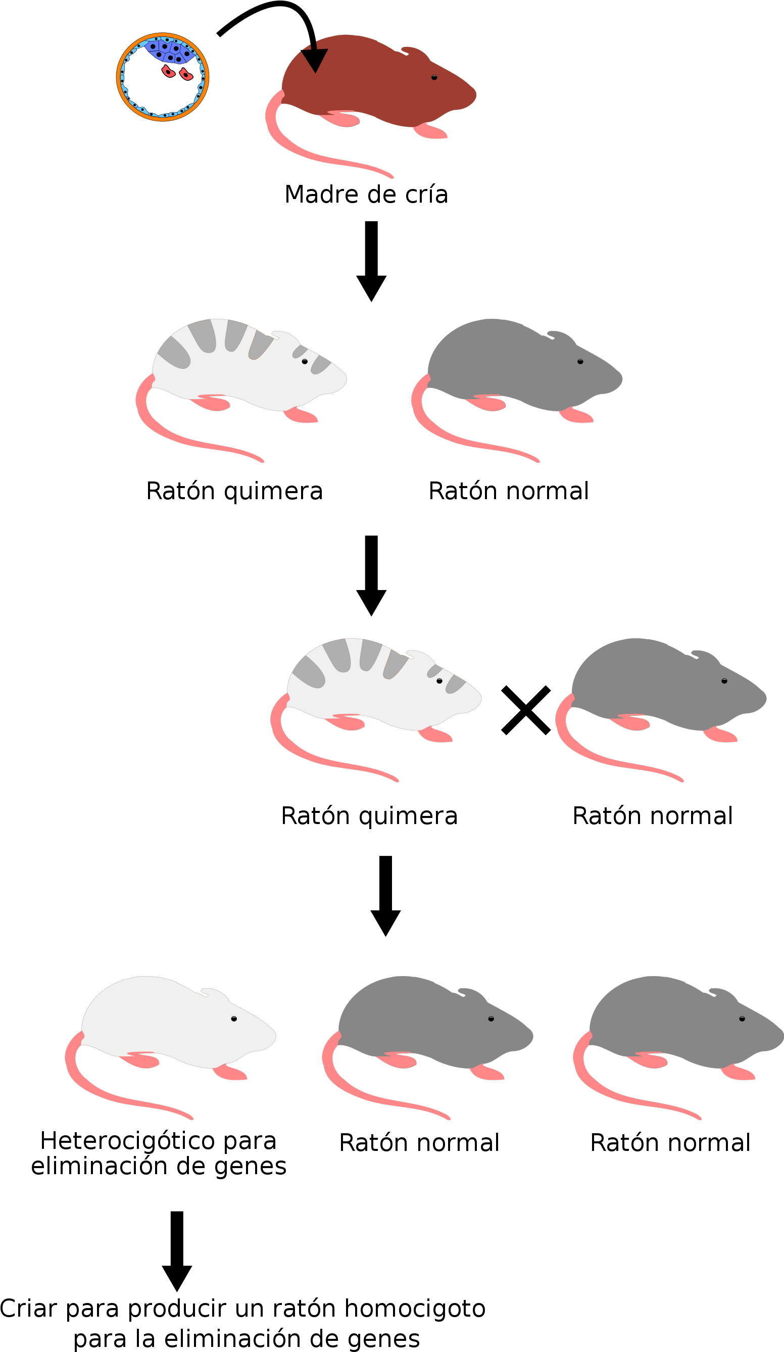 Knockout Mouse Breeding Scheme-es - Knockout Mouse Clipart (1619x2701), Png Download