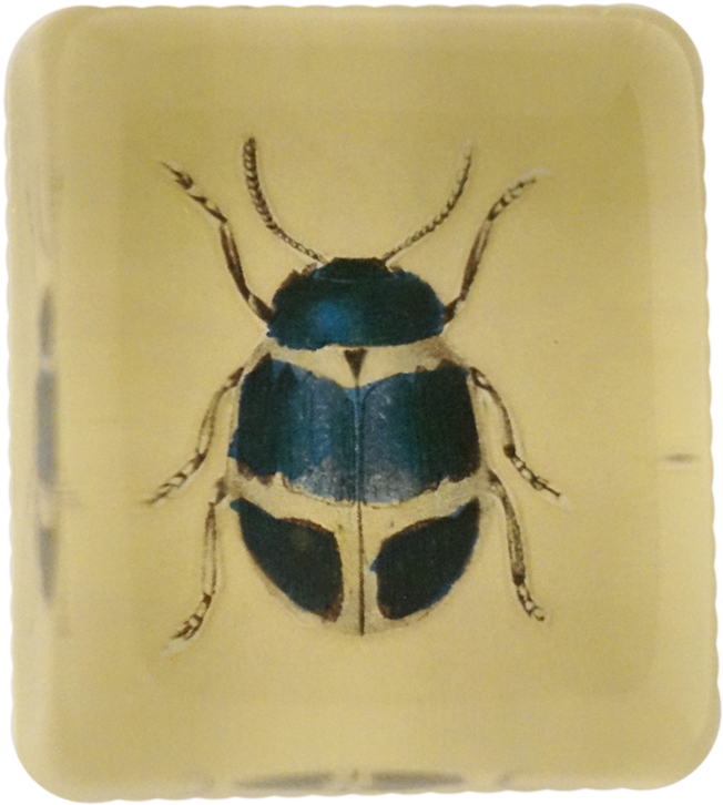 Jewel Beetles Clipart (800x800), Png Download