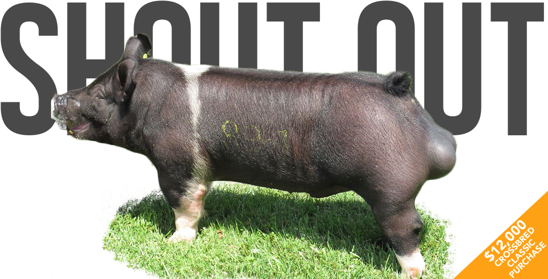 The - Indian Rhinoceros Clipart (1131x576), Png Download