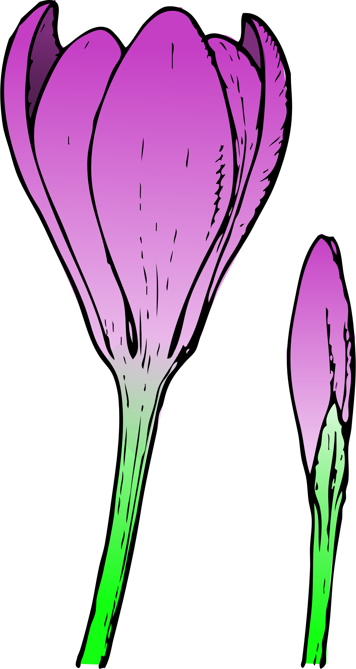 Spring Flowers Clip Art - Crocus Flower - Png Download (1229x2311), Png Download