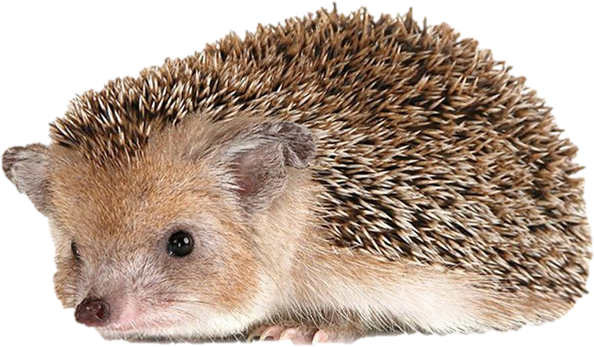 Hedgehog Png Clipart (752x487), Png Download