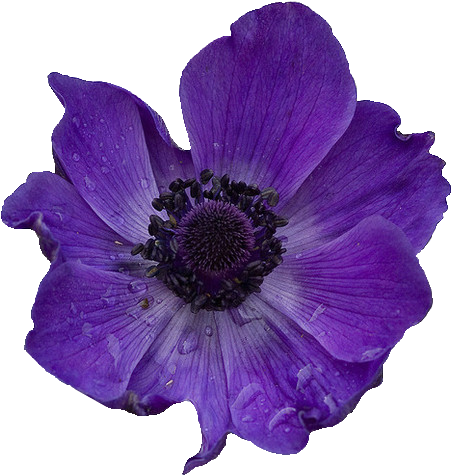 Purple Flower - Purple Poppy Transparent Clipart (500x617), Png Download