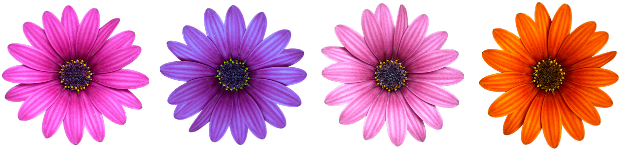 Blossom,orange Blossom,purple Flower - Fischer Progressor F19 2017 Clipart (1280x338), Png Download