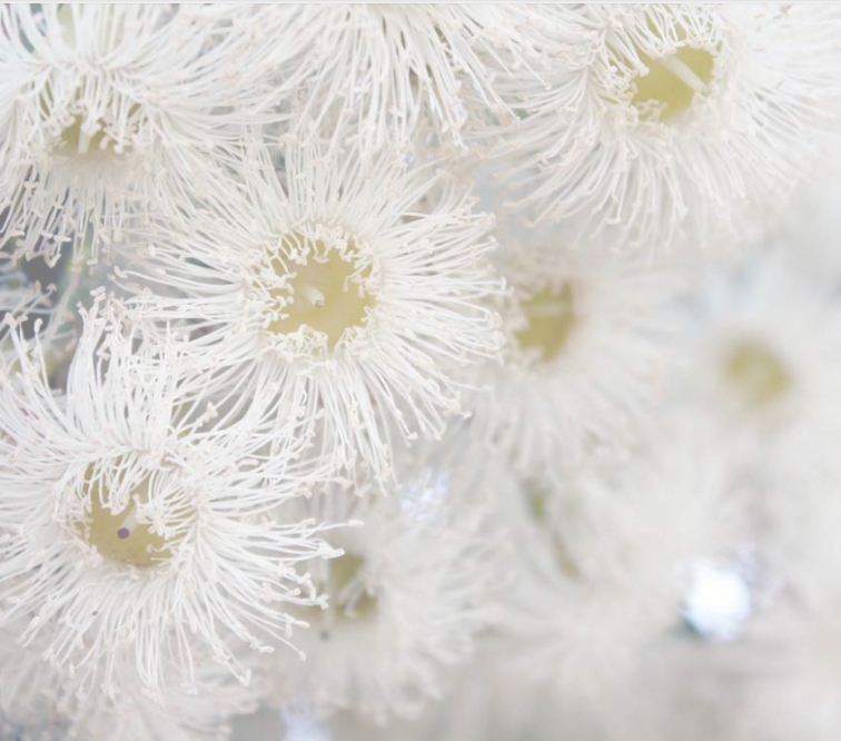 Watermark-flower - Macro Photography Clipart (756x666), Png Download