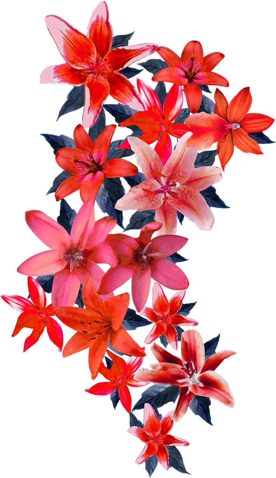 Vector,flower,vector Art,flower Vector,vector Flower - Fire-star Orchid Clipart (925x1600), Png Download