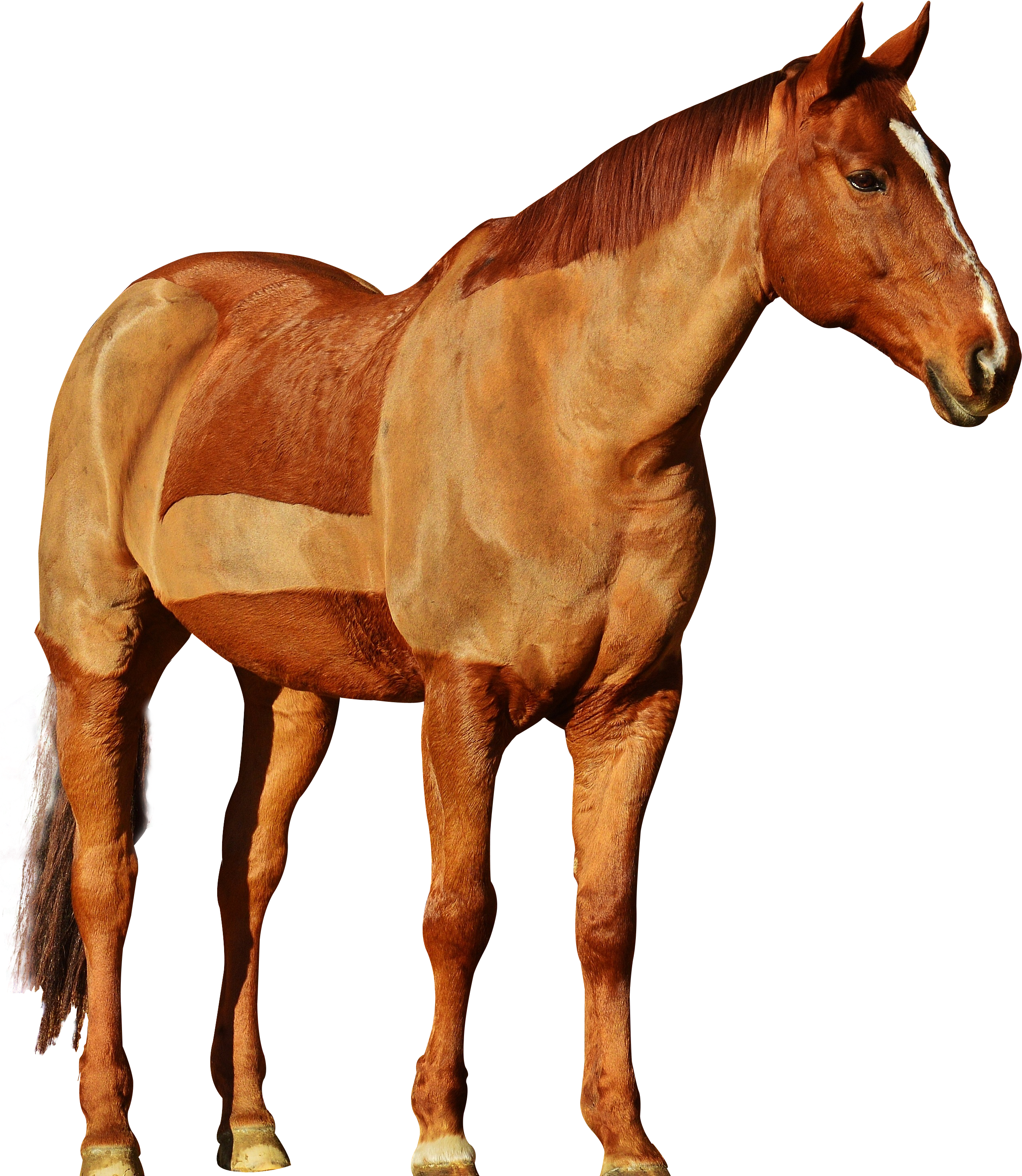2551 X 3000 7 - Transparent Background Horse Png Clipart (2551x3000), Png Download