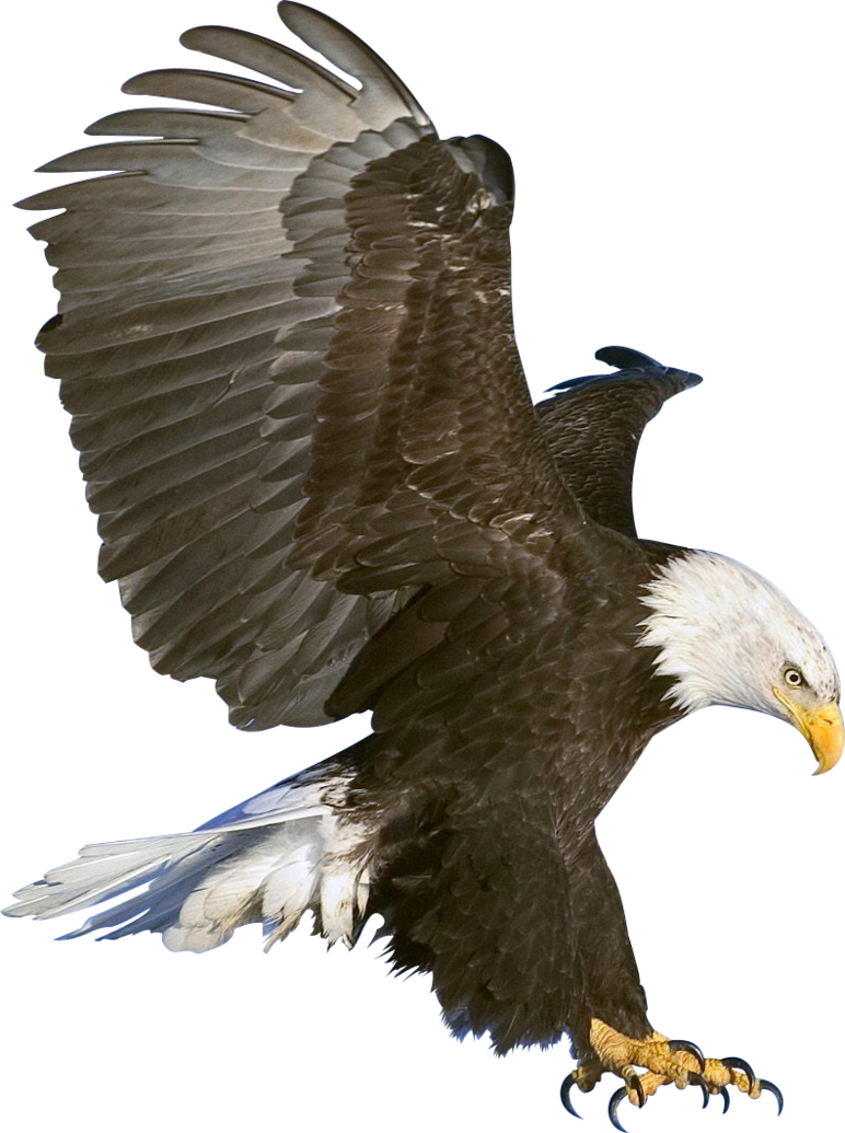 Bald Eagle Png Picture - Png Eagle Clipart (772x1035), Png Download