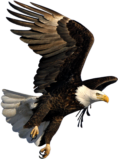 Bald Eagle In Flight - Bald Eagle Flying Png Clipart (798x729), Png Download