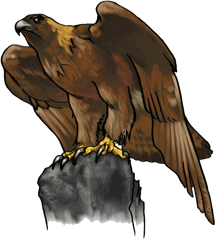 Eagle Png Photo Background - Golden Eagle Cartoon Clipart (800x886), Png Download