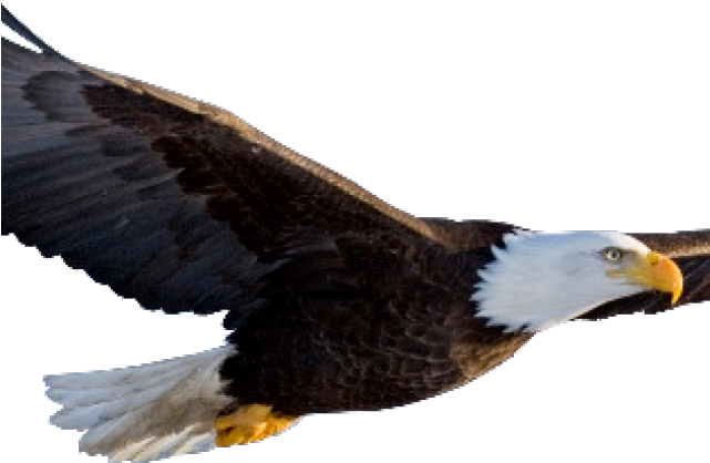 Bald Eagle Clipart Picsart - Flying Eagle Transparent Background - Png Download (640x480), Png Download