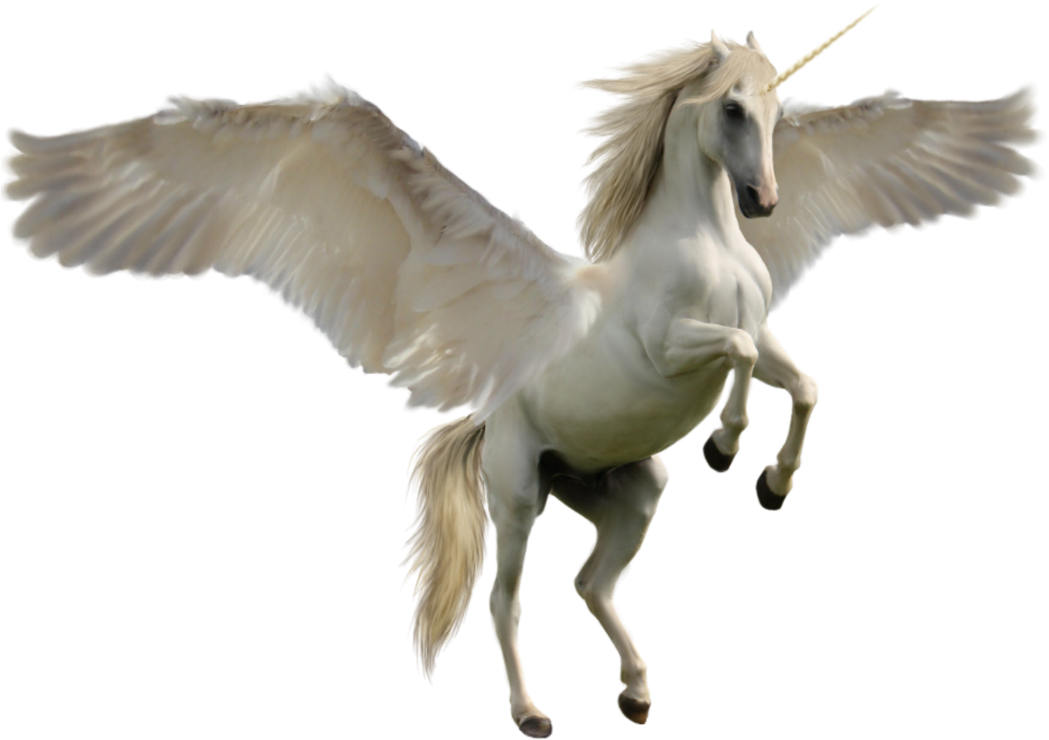 Image By Tigress02 @ Pixabay - Real Unicorn Png Clipart (1600x1120), Png Download
