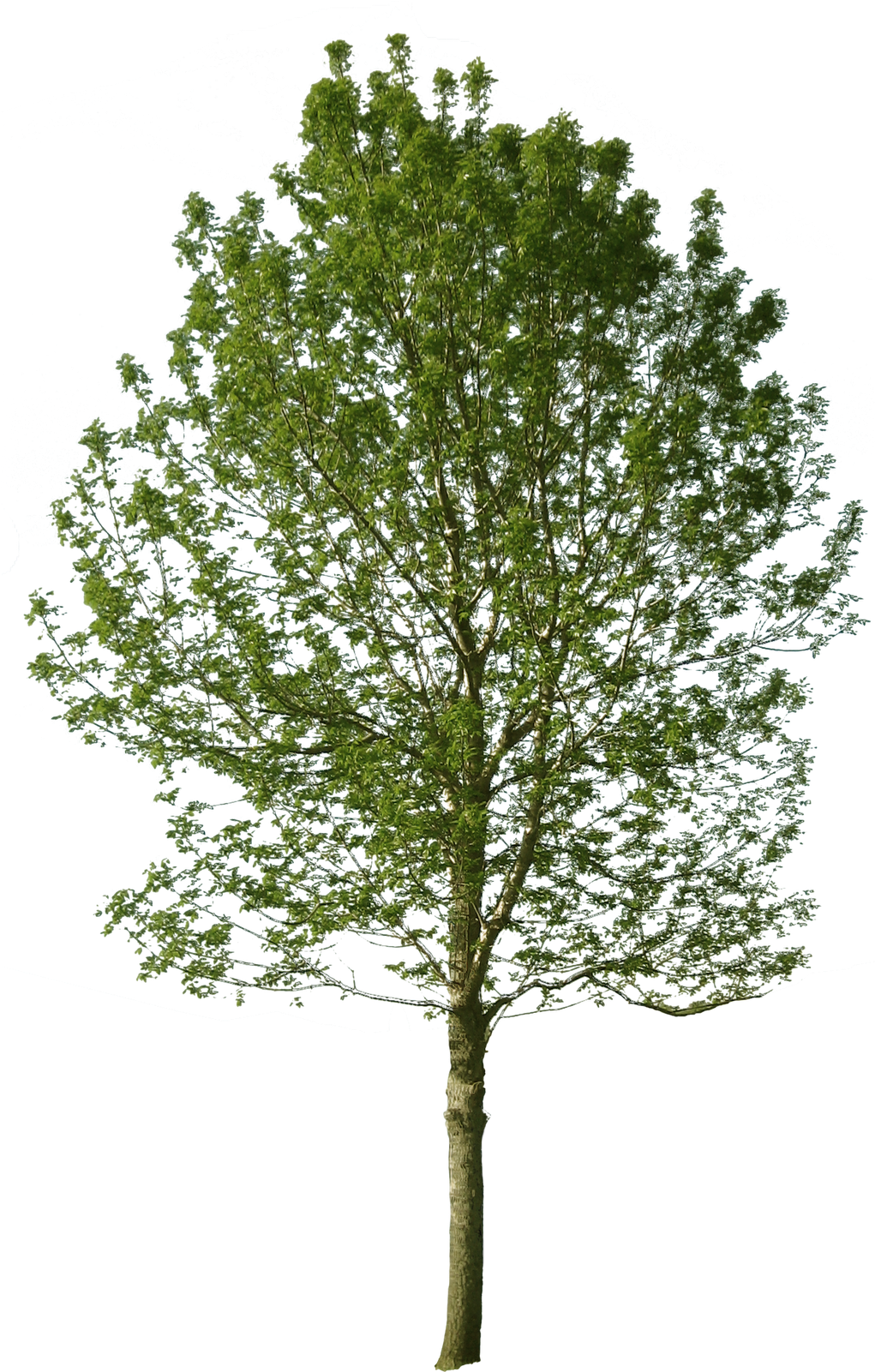 Tree With Alpha Channel Clipart (1600x1600), Png Download