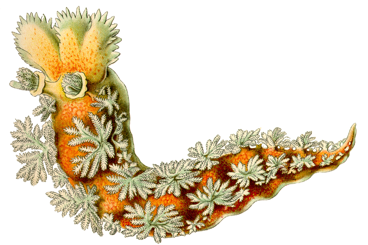 Jane Ritt On Twitter - Ernst Haeckel Clipart (1200x832), Png Download