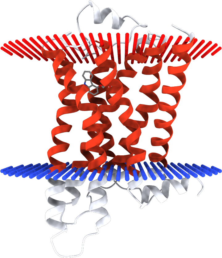 Transmembrane Regions Opm - Illustration Clipart (1000x1000), Png Download