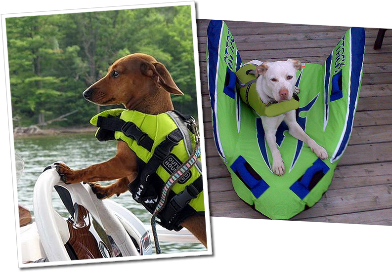 Dachs Labrador Green - Life Jackets For Miniature Dachshunds Clipart (793x551), Png Download