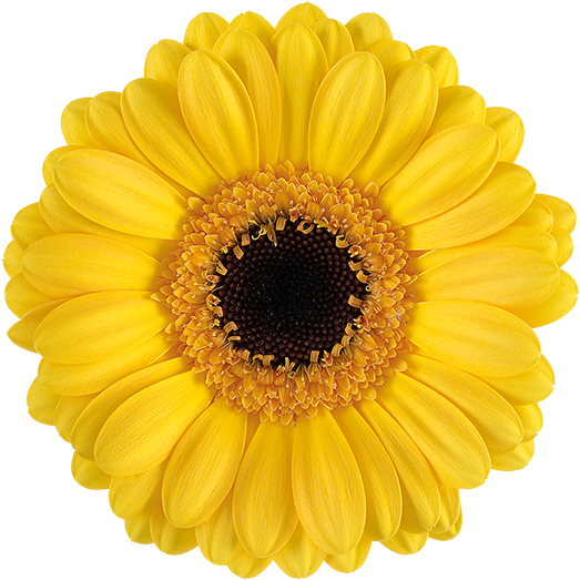 Delmonte® - Yellow Mini Gerbera Daisies Clipart (600x600), Png Download