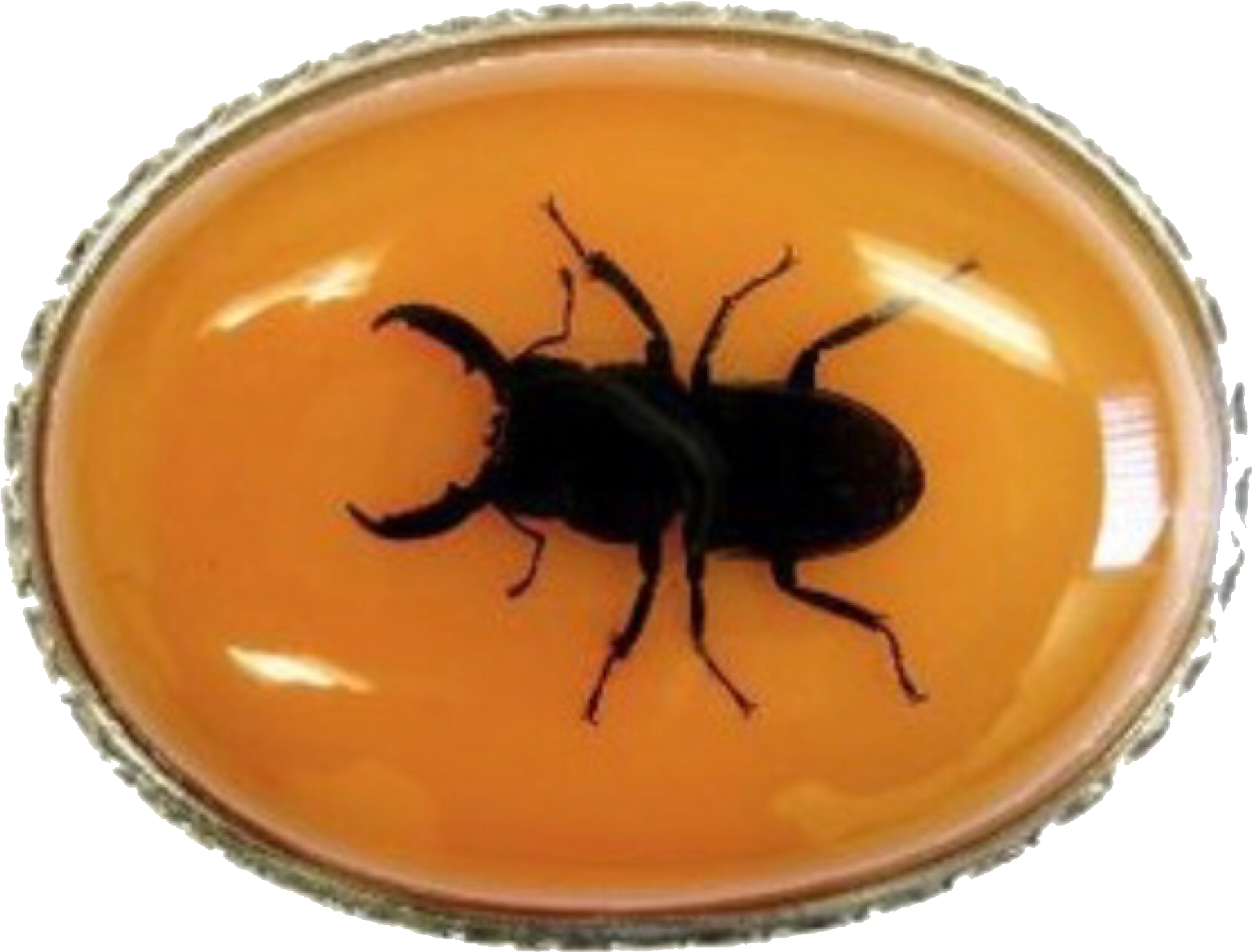 Discovery Channel, Follow Me On Instagram, Coraline, - Japanese Rhinoceros Beetle Clipart (2048x1602), Png Download