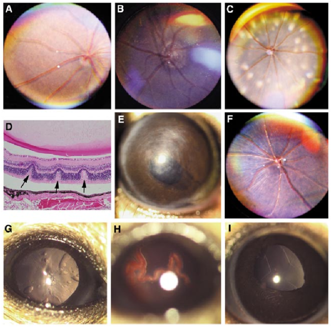 Clinical Phenotypes Of Mutant Lines - Outer Space Clipart (850x651), Png Download