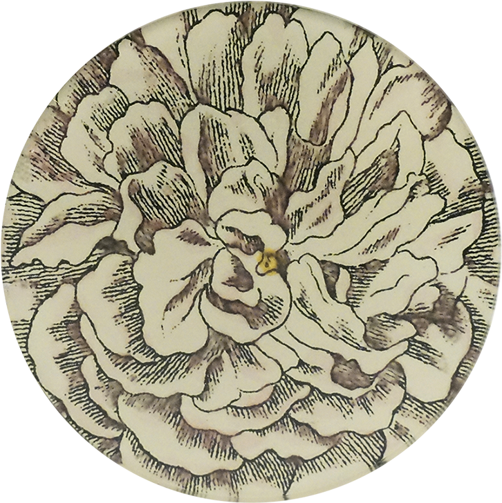 Chrysanths Clipart (800x800), Png Download