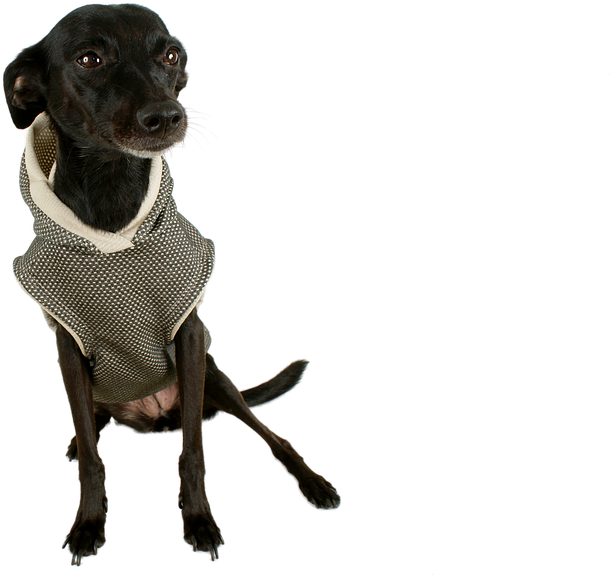Black Dog Animal Transparent Png Image Pngriver Free - Dog Catches Something Clipart (960x642), Png Download