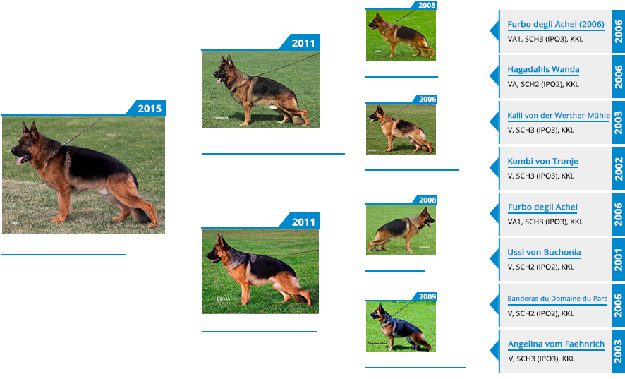 Breeding Male Ikon Vom Mittelwest Pedigree - Old German Shepherd Dog Clipart (900x550), Png Download