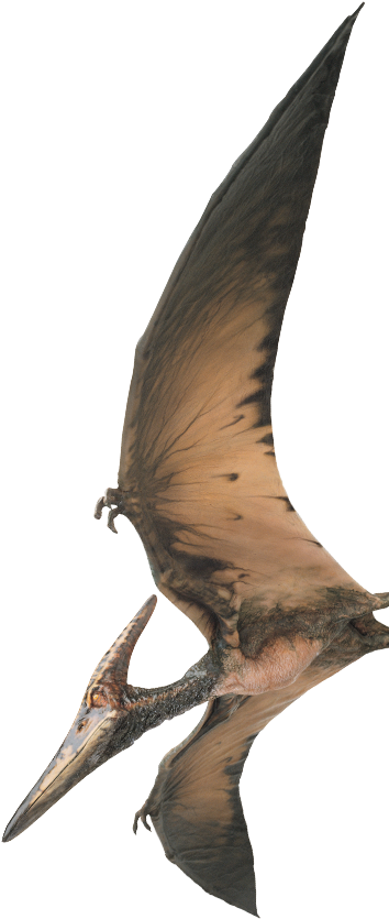 Illustration Of A Pteranodon, A Prehistoric Flying - Universal Studios Orlando Birds Rides Clipart (384x943), Png Download