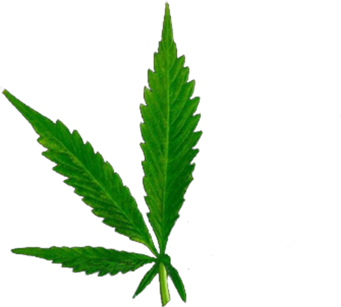 The 5 Leaves - 420 Friends Clipart (698x629), Png Download