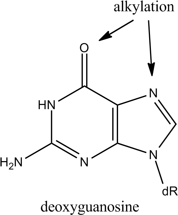 Alkylation Guanine - Alkylation Of N7 Guanine Clipart (604x731), Png Download