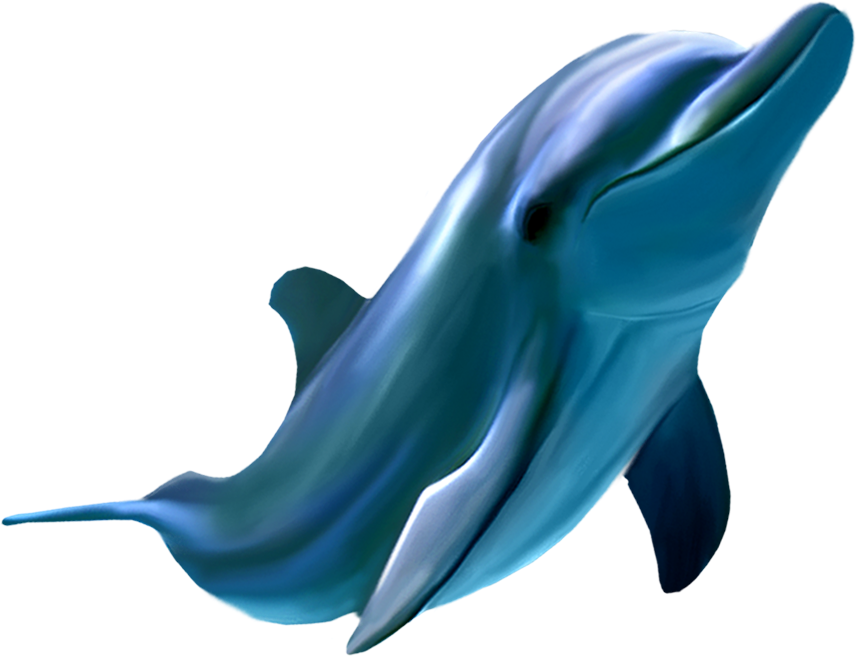 Picture Frame Dolphin - Dolphin Clipart (858x656), Png Download