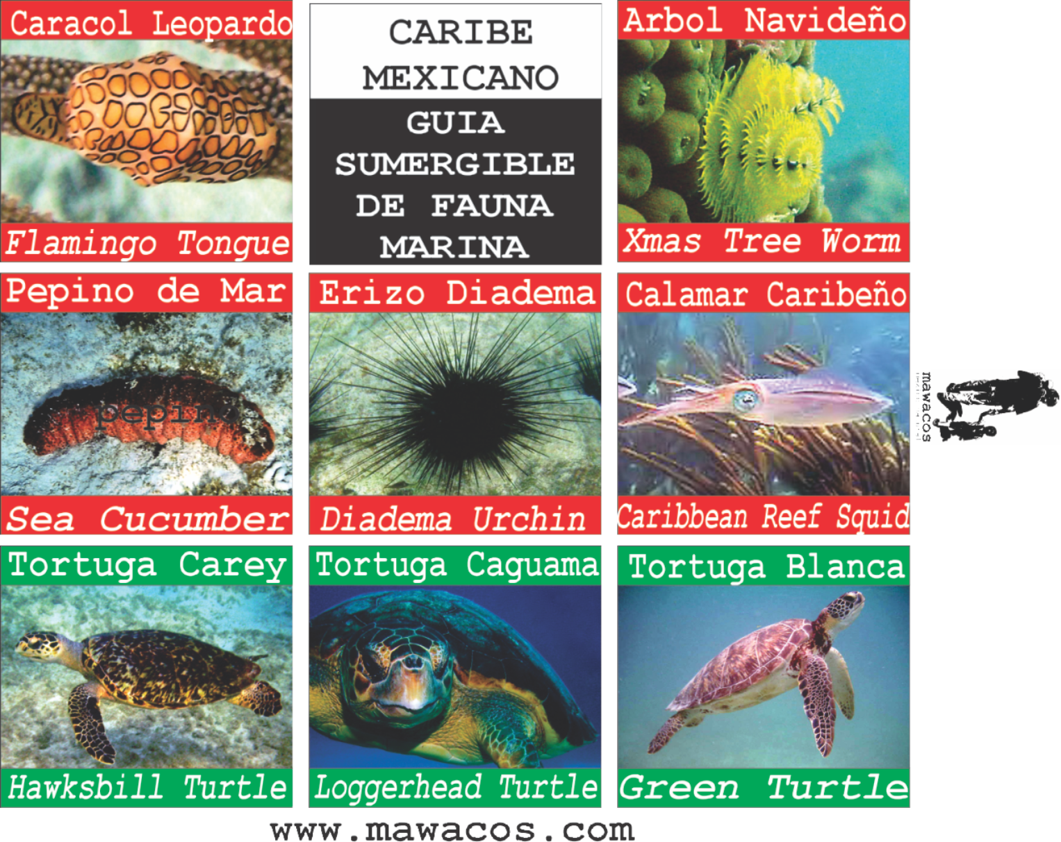 Caguama Png , Png Download - Peces Del Caribe Mexicano Clipart (1527x1213), Png Download