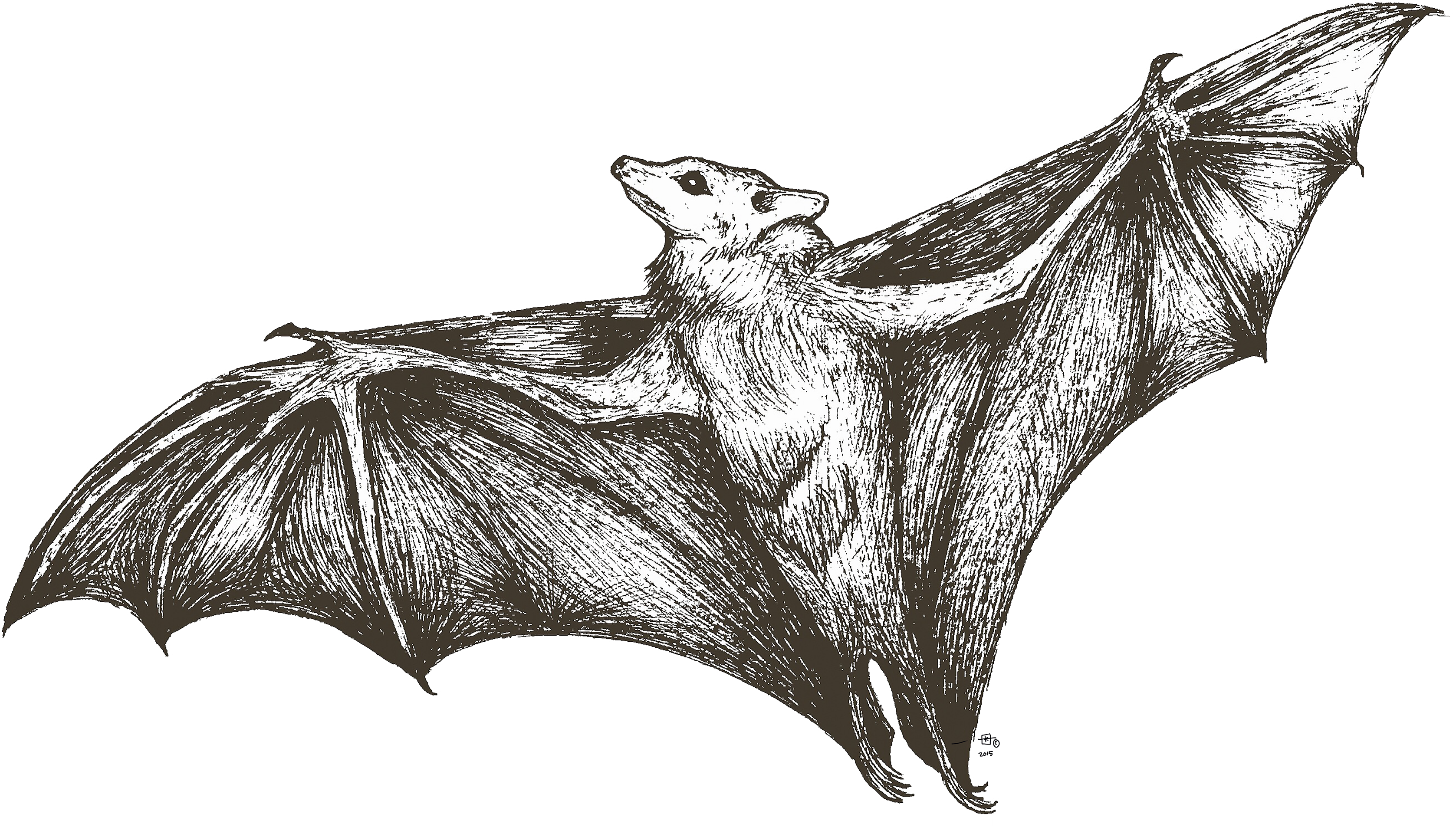 She's All Bat - Little Brown Myotis Clipart (3840x2878), Png Download