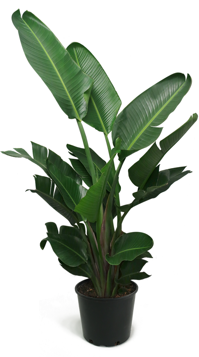 Bird Of Paradise Plant Png Clipart (649x1200), Png Download