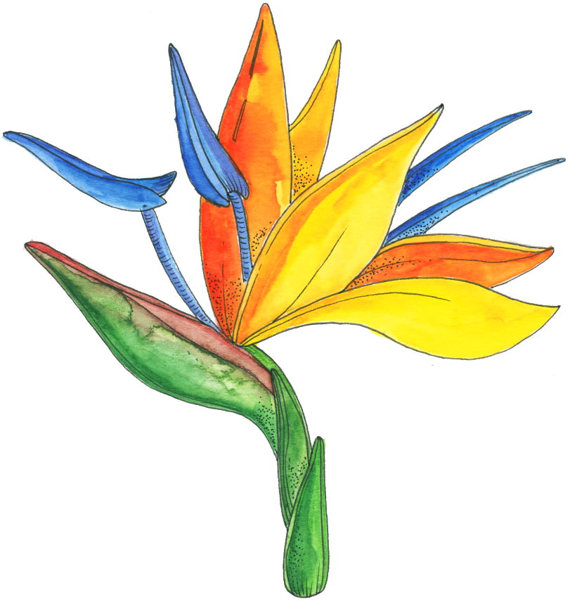 Flower Series - Bird Of Paradise Clipart (811x856), Png Download