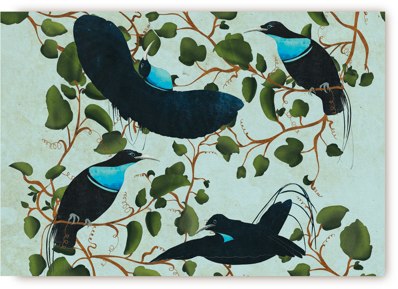 Birds Of Paradise Postcard - Crow Clipart (1400x1500), Png Download