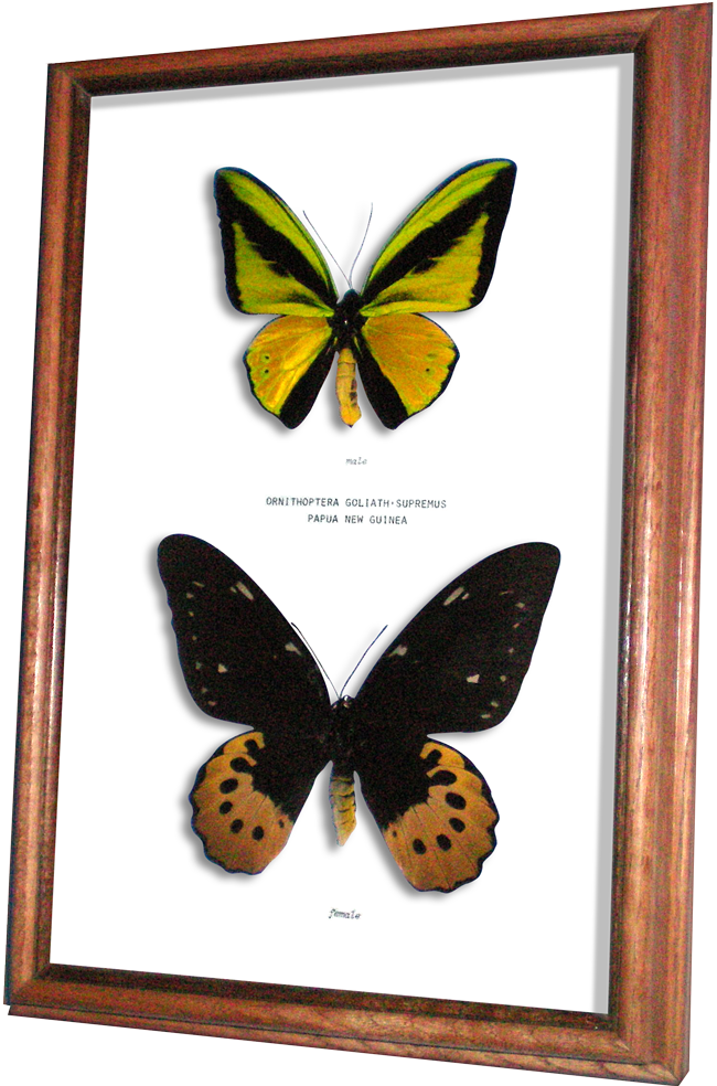 Real Framed Butterfly Ornithoptera Goliath Supremus - Male And Female Ornithoptera Goliath Clipart (650x984), Png Download