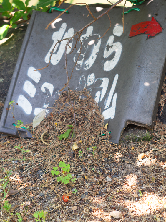 Zentai Yuya 01 Zentai Yuya 02 - Grass Clipart (750x750), Png Download