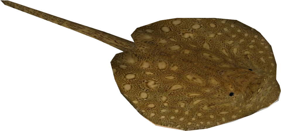 Parnaiba River Stingray - Electric Ray Png Clipart (959x959), Png Download