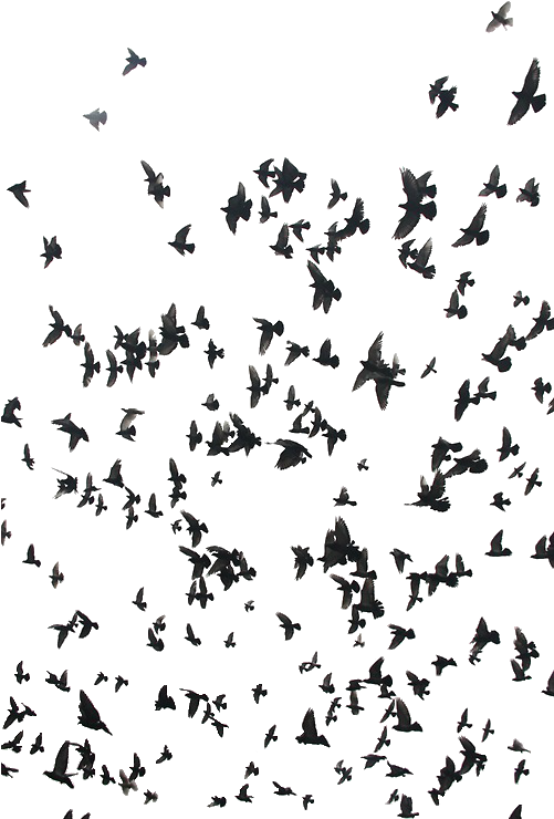 Black And White Cool Birds Bird - Twenty One Pilots Birds Clipart (500x750), Png Download