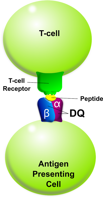 Tcell-apc Dq - Anticorps Monoclonaux Clipart (404x779), Png Download