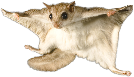 Dead Animal Png - Flying Squirrel White Background Clipart (722x518), Png Download