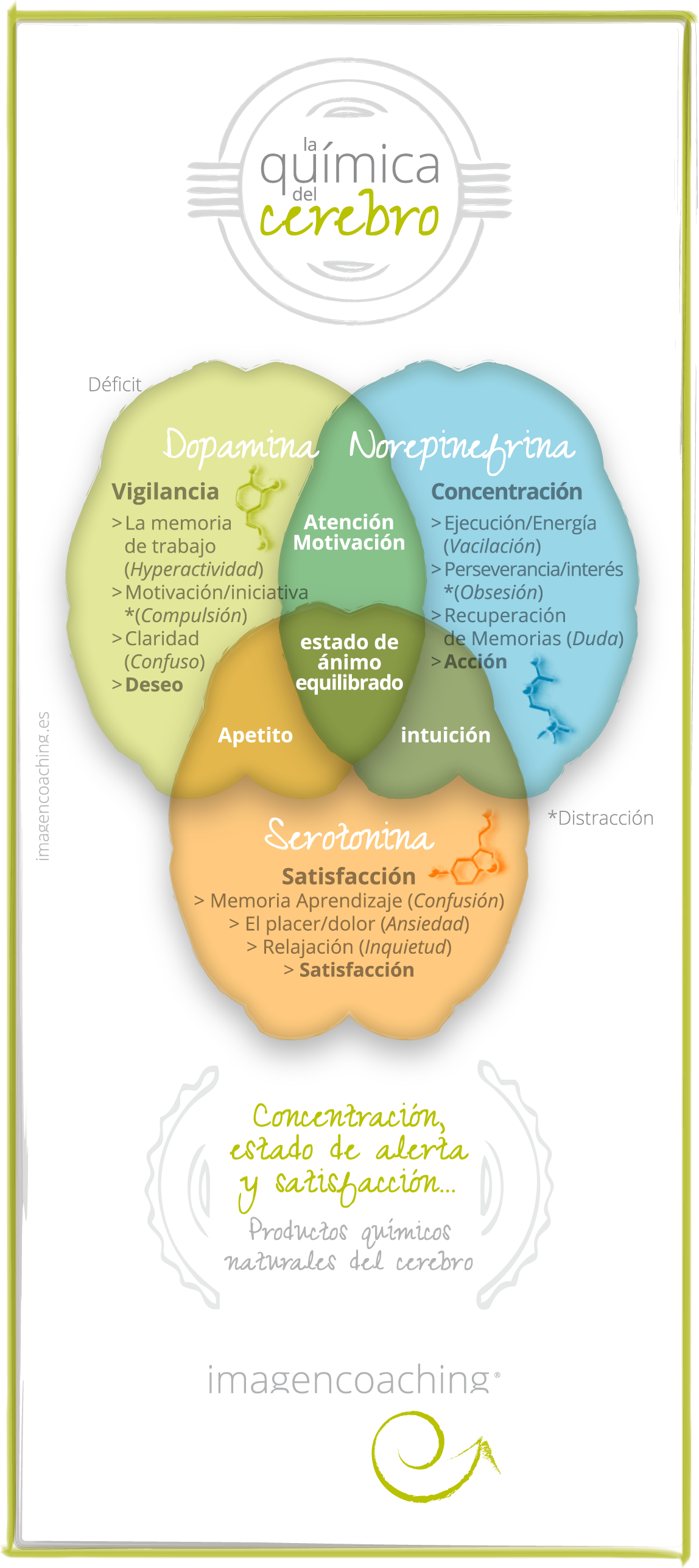 La Química Del Cerebro - Quimica Del Cerebro Clipart (1148x2576), Png Download