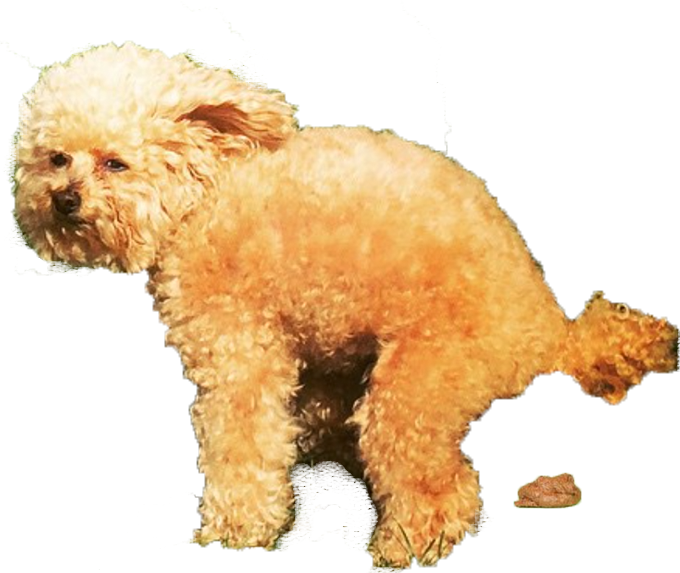 Follow Kevinkleinlive On Snapchat - Toy Poodle Clipart (680x573), Png Download