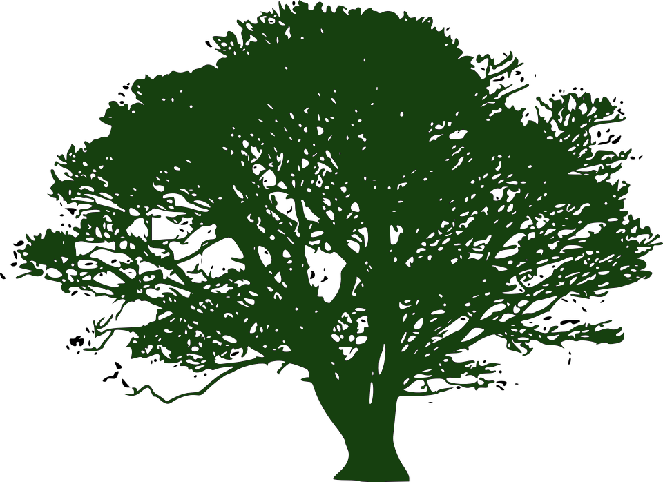 About Helga - Transparent Background Tree Clipart - Png Download (960x698), Png Download