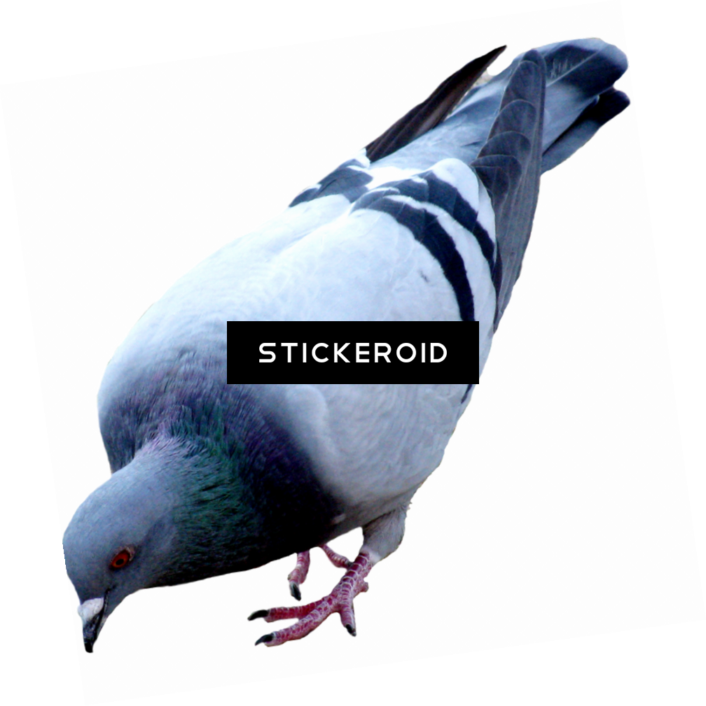 Pigeons And Doves , Png Download Clipart (1008x1009), Png Download