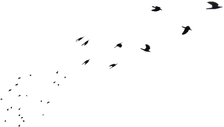 Flying In Png - Flock Clipart (1092x732), Png Download
