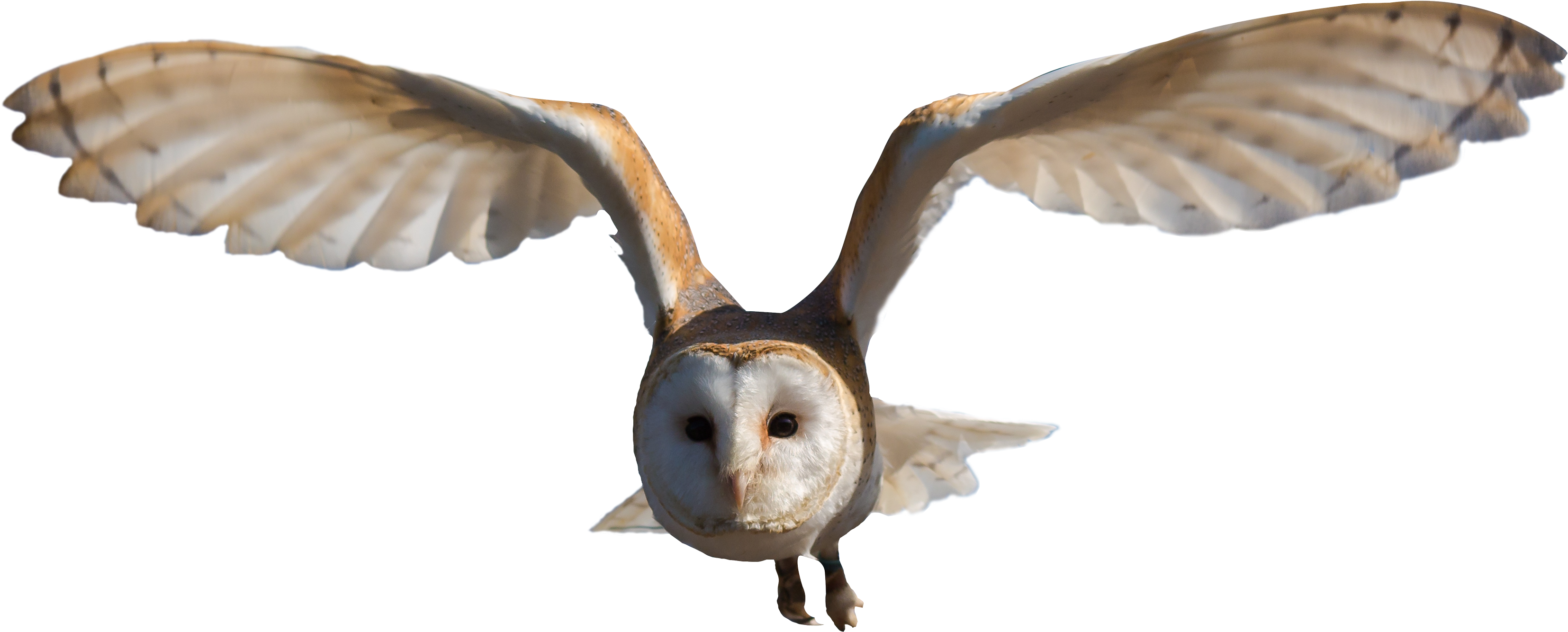 Owl Png, Bird Flying, Png Photo - Barn Owl Png Clipart (3400x1481), Png Download